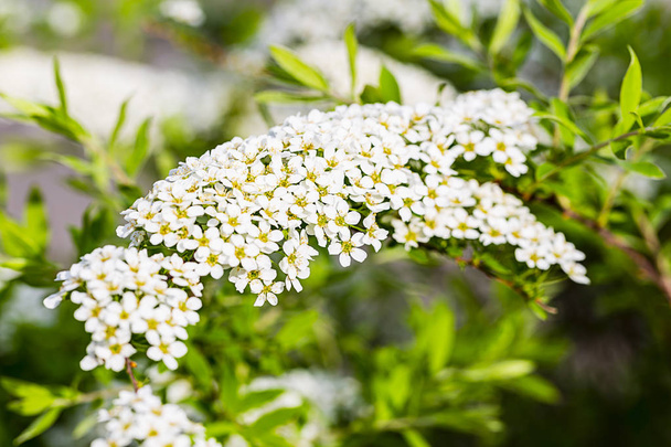 Spiraea стегеа Grefsheim білі квітки з yellowe пилком квітучих Весняного сезону Європи - Фото, зображення