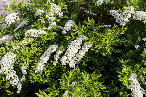 Spiraea cinerea Grefsheim valkoinen kukka kellertävä siitepöly kukkivat kevätkaudella Euroopassa
 - Valokuva, kuva