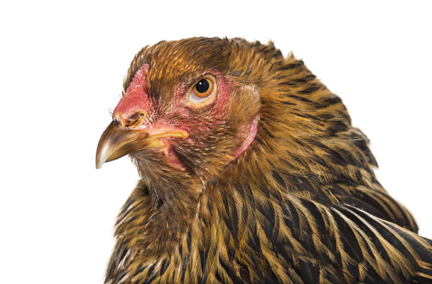 Brahma hen, close up against white background - Zdjęcie, obraz