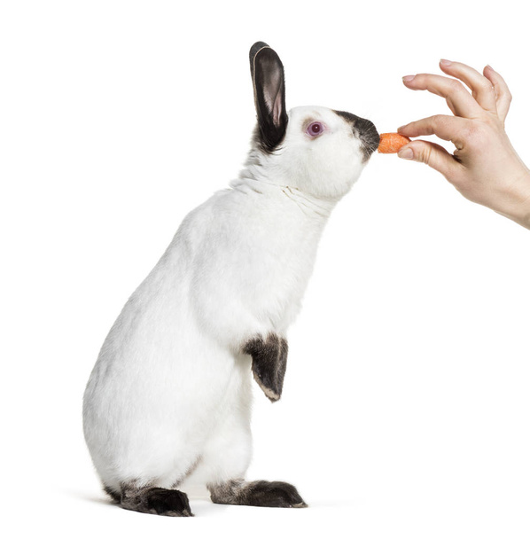 Russian rabbit standing against white background - Foto, Imagen