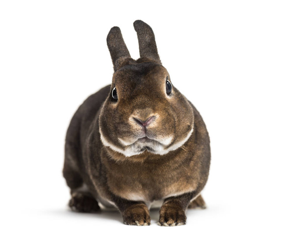 Кролик Рекс на білому тлі - Фото, зображення