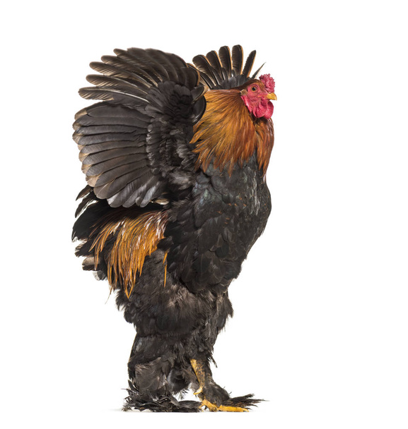 Brahma Rooster, standing against white background - Foto, afbeelding