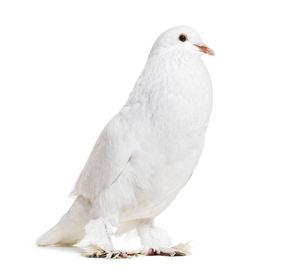 Gand Cropper, un piccione fantasia, in piedi contro sfondo bianco
 - Foto, immagini