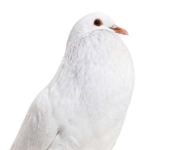 Ghent Cropper, a fancy pigeon, against white background - Fotoğraf, Görsel