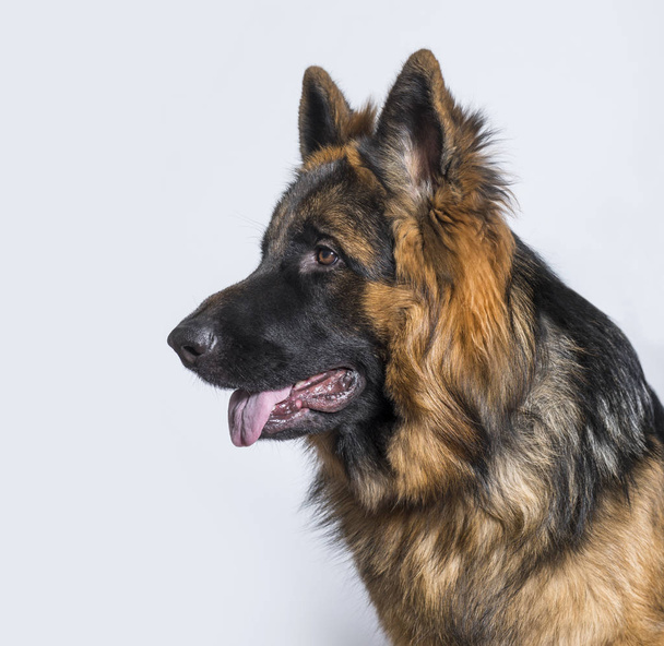 Schäferhund im Profil vor blauem Hintergrund - Foto, Bild