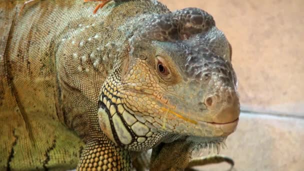 Comodo dragon extremly close-up - Video