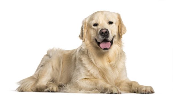 Golden Retriever Hund liegt vor weißem Hintergrund - Foto, Bild