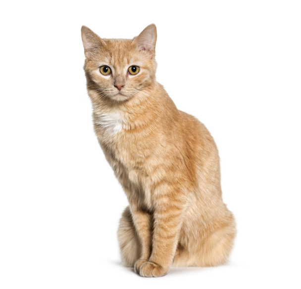 Mixed-breed cat sitting against white background - Photo, Image