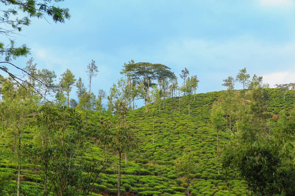  tea plantations high in the mountains - Photo, Image