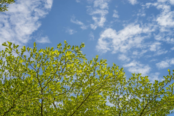 Green leaf on blue sky background - Photo, Image