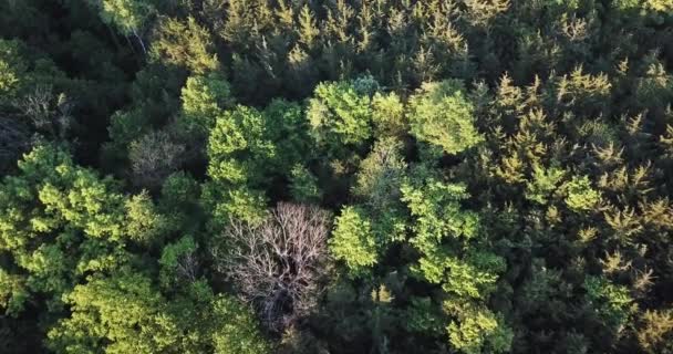 4K antenne van vliegen over een prachtig groen bos in een landelijk landschap - Video