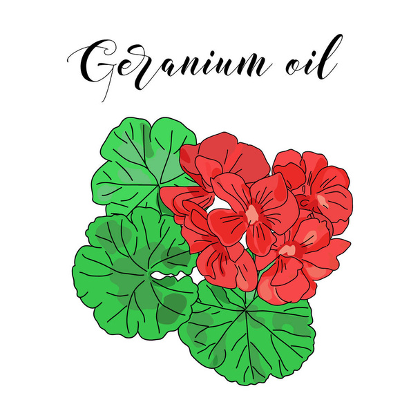 Vector drawn geranium flowers. Essential oil design. Package design idea. - Vetor, Imagem