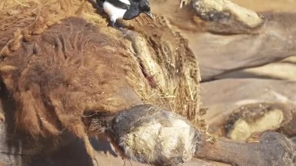 Eurázsiai szarkák peck húst ki beteg két púpos teve hasát. Kétpúpú teve (Camelus bactrianus) nagy, egyenletes-toed patás natív, Közép-Ázsia pusztáin. - Felvétel, videó