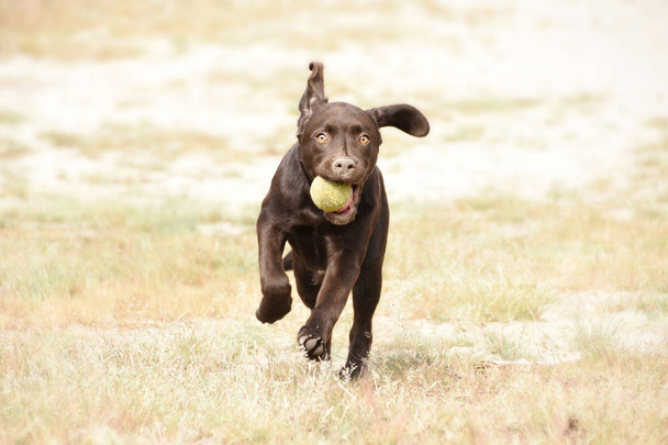 Cute brown labrador puppy dog running with ball in his mouth in green grass field - Photo, Image