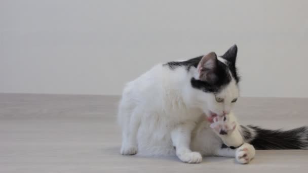 Fehér macska játék fekete foltok és mosás, néz a kamerába - Felvétel, videó