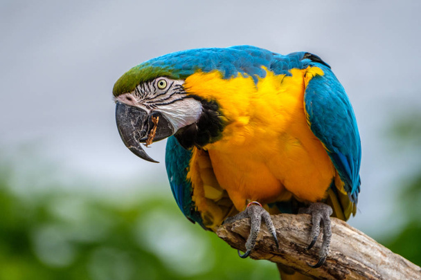 Bir Ara portresi. Onun gaga bir fıstıklı güzel renkli papağan. - Fotoğraf, Görsel