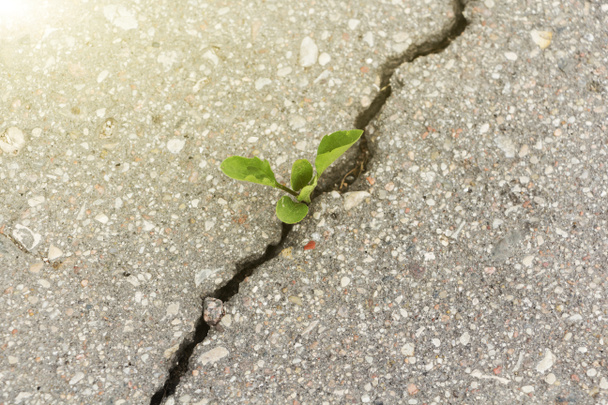 green plant growing from crack in asphalt. - Photo, Image