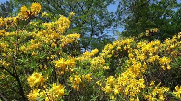 公園の背の高い緑の木々 と青い空を背景に黄色ツツジ春。シャクナゲ黄体甘い - 映像、動画