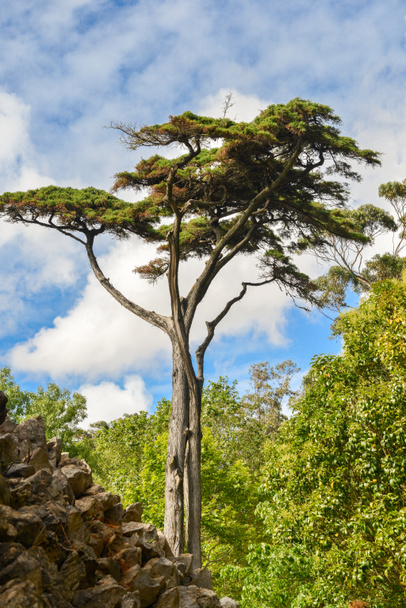 Italian stone pine, Pinus pinea - Photo, Image