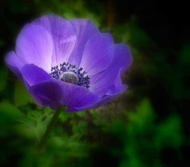 Virágos szellőrózsa - kék . - Fotó, kép