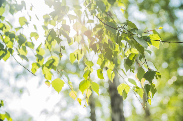 pobočka close-up bříza strom v lese v létě - Fotografie, Obrázek