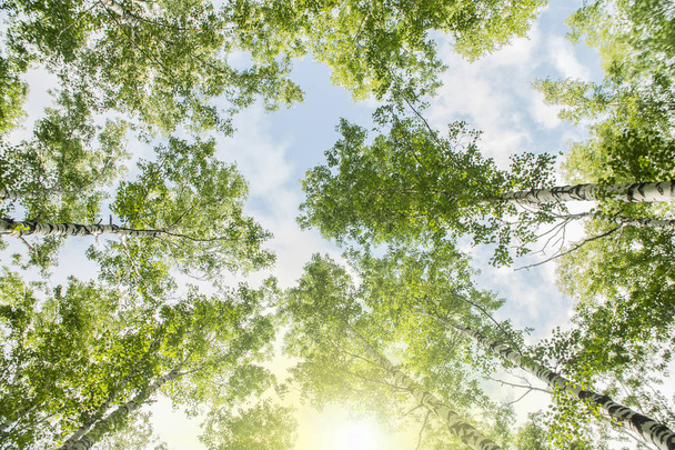 vista inferior de las coronas de los árboles en el bosque de verano
 - Foto, Imagen
