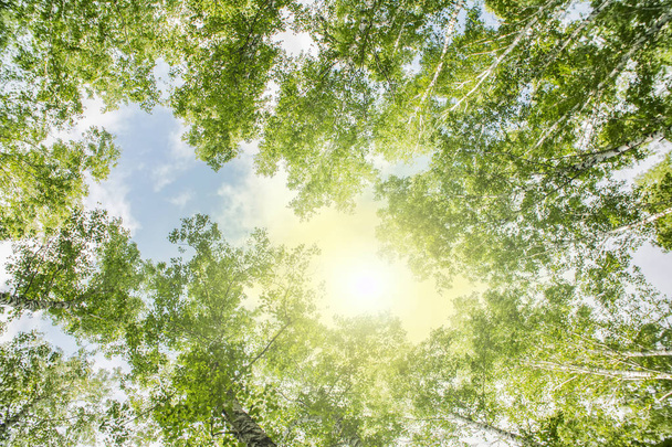 a fa koronák nyári erdőben Alulnézet - Fotó, kép