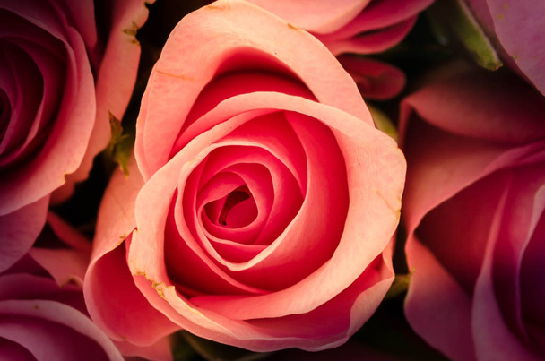 Ένα τριαντάφυλλο είναι ένα ξυλώδες πολυετές φυτό ανθοφορίας του γένους Rosa, στην οικογένεια Rosales, ή το λουλούδι που φέρει. Υπάρχουν περισσότερα από εκατό είδη και χιλιάδες καλλιεργεί. Αποτελούν μια ομάδα φυτών που μπορεί να είναι όρθια θάμνοι, αναρρίχηση ή dra - Φωτογραφία, εικόνα