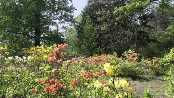 Shrubs of yellow and red rhododendrons in the old park - Footage, Video