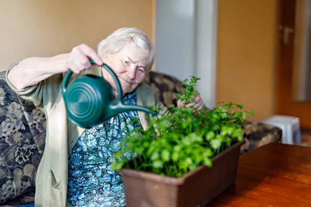 90-jährige Seniorin gießt Petersilienpflanzen mit Wasserkanne zu Hause - Foto, Bild
