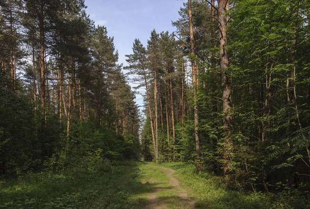 Country landscape, pine forest with footpath, sunny summer day - Foto, immagini