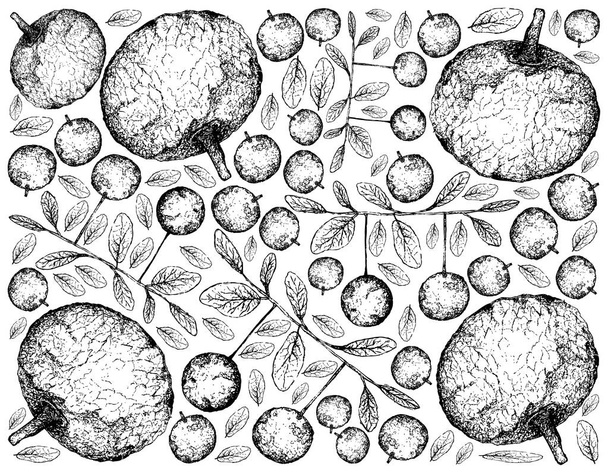 Feroniella Lucida tropikal meyve, illüstrasyon duvar kağıdı arka planını elle çizilmiş kroki ve beyaz arka plan üzerinde Diospyros Filipendula meyve izole - Vektör, Görsel