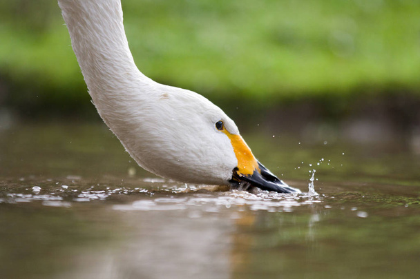Whooper Swan beve qualcosa da una pozzanghera, Gloucestershire, Regno Unito
 - Foto, immagini