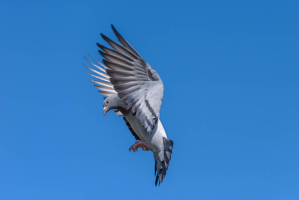 Racing pigeon bereidt voor landing en komt thuis na de race. - Foto, afbeelding