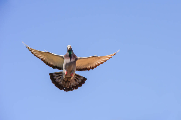 Гоночный голубь возвращается домой с раскинутыми крыльями
 - Фото, изображение