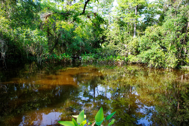 Zona umida della Florida, sentiero in legno nel Parco Nazionale delle Everglades negli Stati Uniti
. - Foto, immagini