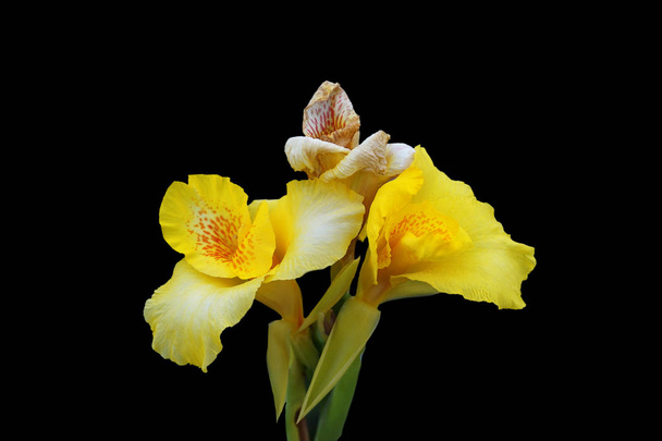 Iris flowers with yellow petals on a black background. - Fotoğraf, Görsel