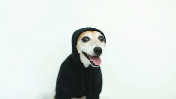 Hűvös kutya fekete kapucnis mosolyogva. Whie háttér. Videofelvétel - Felvétel, videó