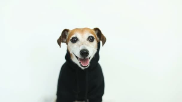 Gelukkige hond in zwarte trui kijken naar de cam. Witte achtergrond. Videobeelden - Video