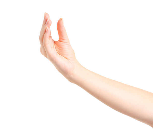 Female hands empty holding - Фото, изображение