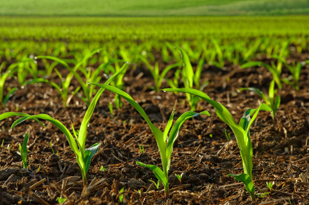 Sunlit young corn plants - Photo, Image