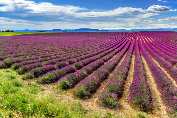 Endless lavender fields in Valensole, Provance, France. Unique place to visit - Fotoğraf, Görsel