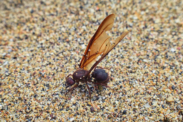 Gevleugelde mannelijke Drone Leafcutter mieren, macro close-up, op strand sterven na de paring vlucht met koningin in Puerto Vallarta Mexico. Wetenschappelijke naam Atta mexicana, een soort blad-cutter mier, nieuwe wereld mier van de onderfamilie Myrmicinae van het geslacht Atta - Foto, afbeelding