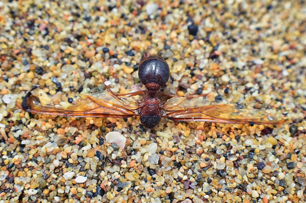 Φτερωτό μυρμήγκια αρσενικό κηφήνας Leafcutter, μακροεντολή κλείνω πάνω θέα, πεθαίνει στην παραλία μετά το ζευγάρωμα πτήση με την βασίλισσα σε Puerto Vallarta Μεξικό. Επιστημονική ονομασία mexicana Atta, ένα είδος κοπής φύλλων μυρμήγκι, νέα παγκόσμια μυρμήγκι της υποοικογένειας Myrmicinae του γένους Άττα - Φωτογραφία, εικόνα