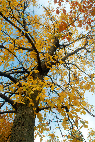 Golden russian autumn - Photo, image