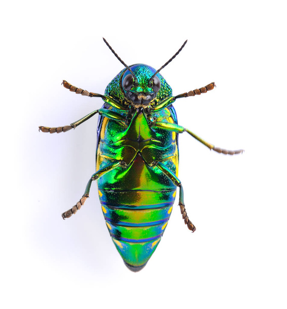 metallic wood-boring beetle on white background - Photo, Image
