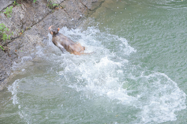 Macaque Kam Shanin puistossa, Kowloonissa
 - Valokuva, kuva