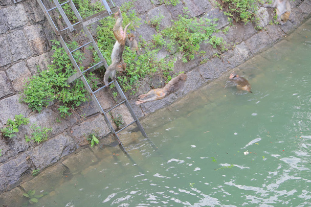Μακάκος στο Kam Shan Country Park, Kowloon - Φωτογραφία, εικόνα