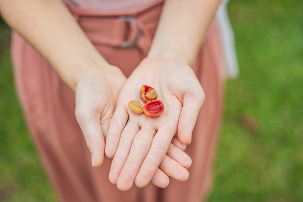 Fresh red berries coffee beans in woman hand - Foto, immagini