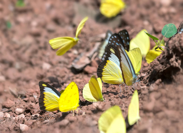Grupo de mariposas de colores están debajo del suelo para absorber el agua y buscar comida, este es el insecto formado por la pupa profunda en la naturaleza
. - Foto, Imagen